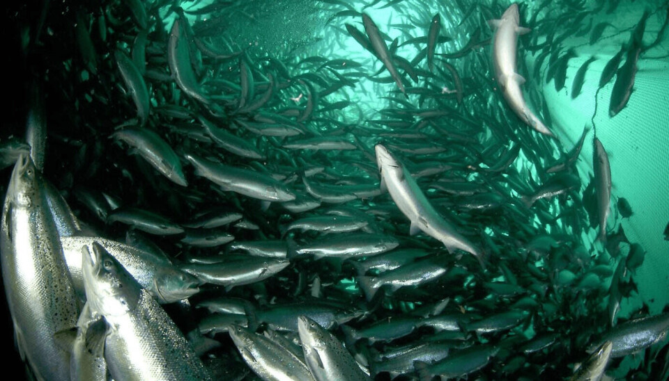 Sintiencia animal: evidencia científica y avances en bienestar animal Salmón, cultivo, jaula, mar, peces, centro
