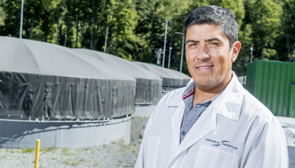 Rodrigo Torrijo, gerente general de Hendrix Genetics en Chile. Foto: Hendrix Genetics.
