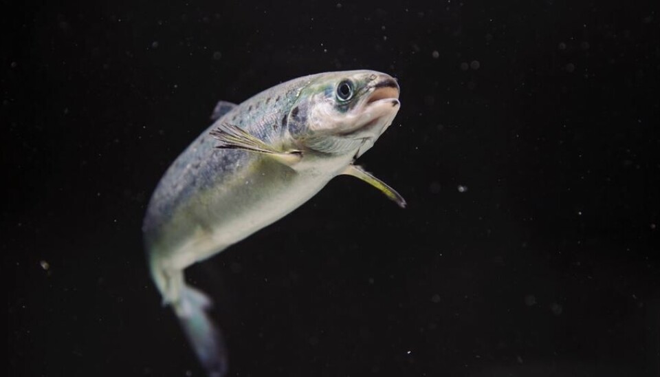 Foto referencial smolt de salmón.