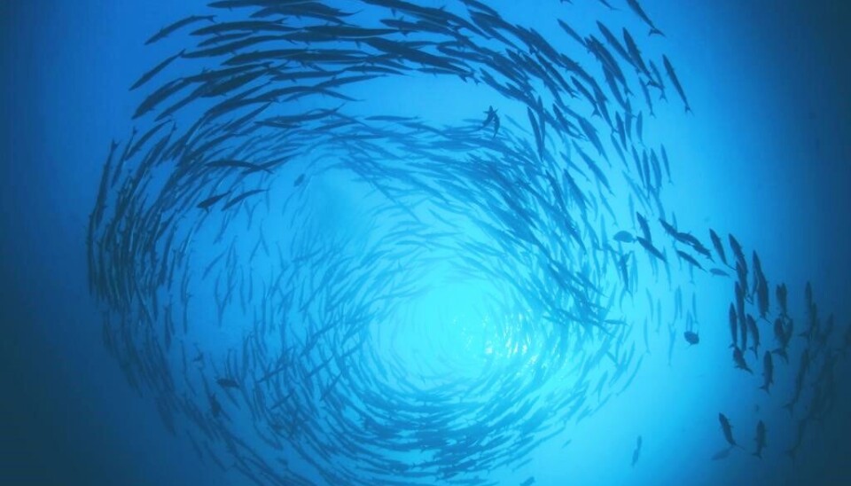 Patagonic RAS 2024: BioMar revela los speakers de la icónica conferencia