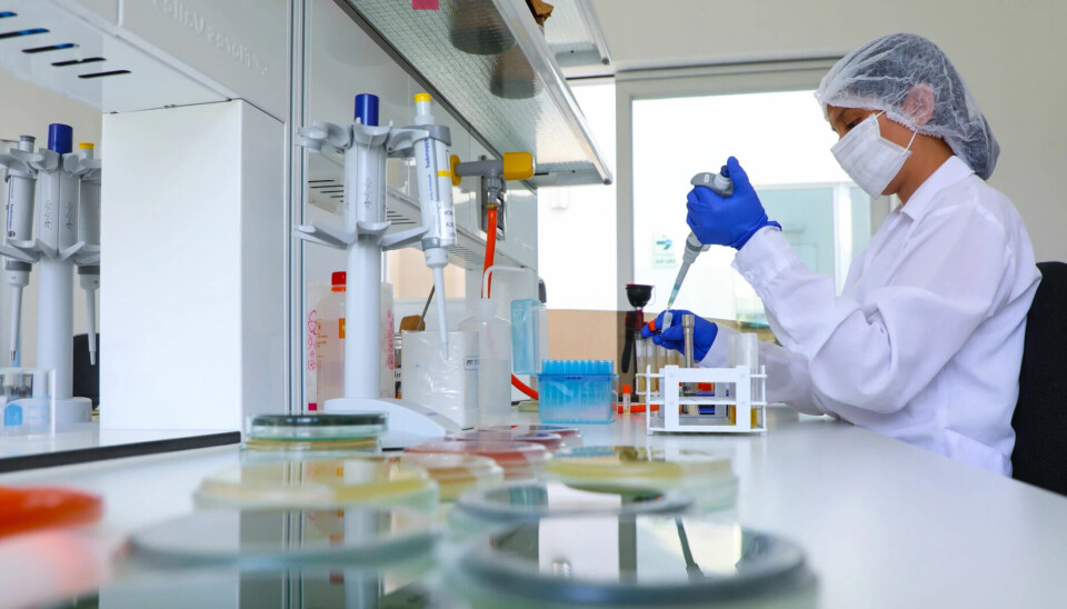 Chilenos demuestran efectividad de alternativa contra Flavobacterium laboratorio, ciencia, PCR, investigación