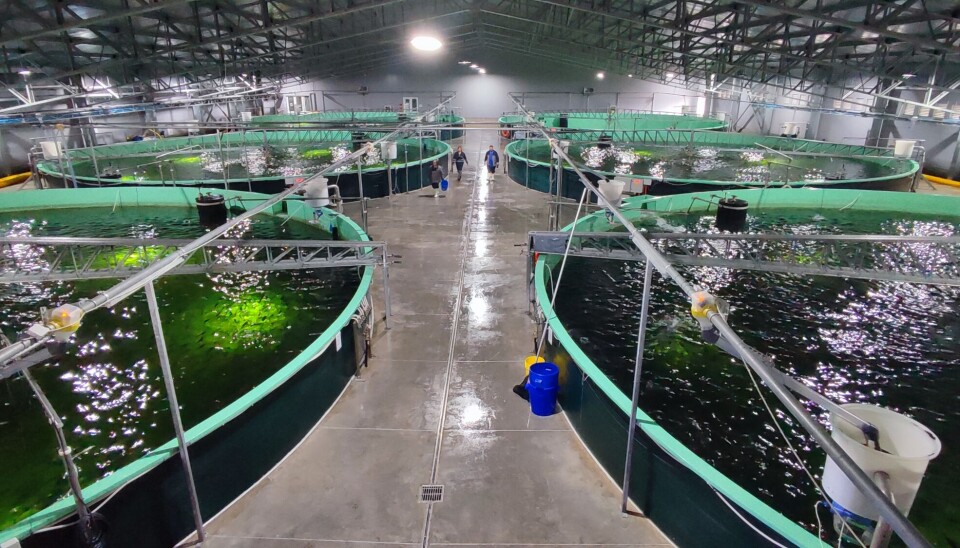 Los Arrayanes: el 100% de los smolts provienen de la piscicultura RAS