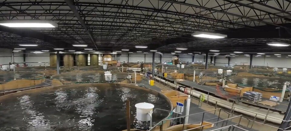 Pérdidas de AquaBounty aumentaron a US$50,5 millones en el segundo trimestre