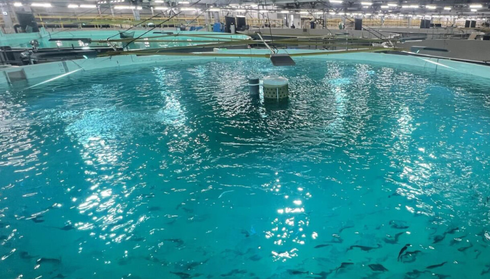Uno de los estanques de Proximar Seafood en enero de 2024.