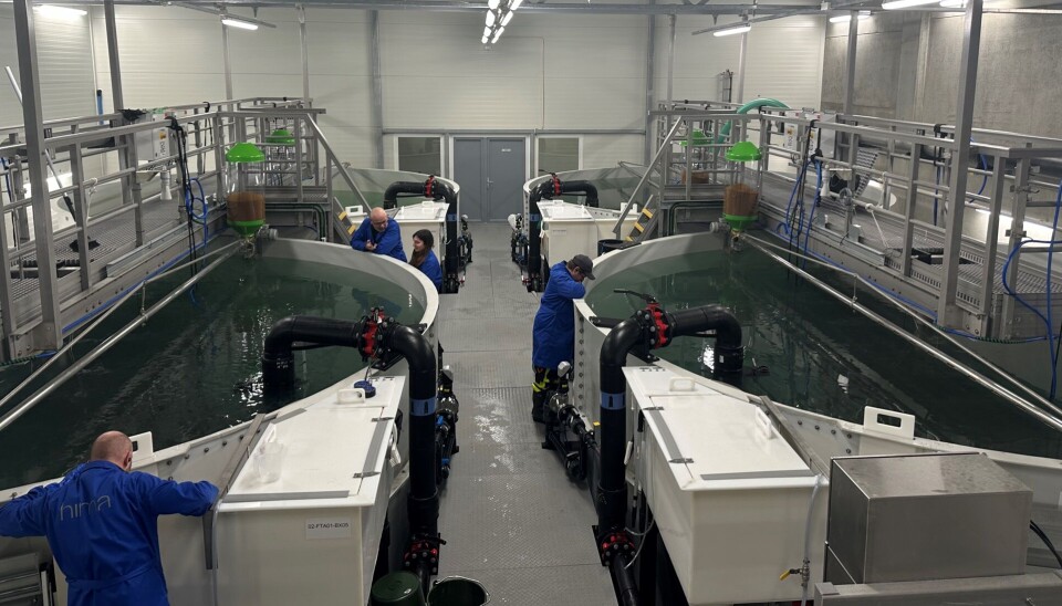 La producción de truchas en la planta de Hima Seafood en Rjukan está en marcha y los primeros alevines pesan unos pocos gramos.