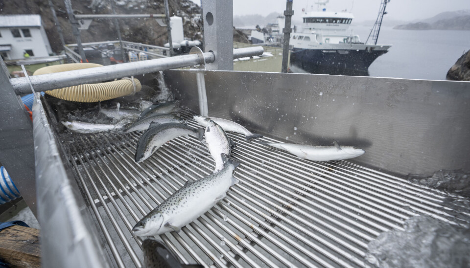 Los primeros peces extraídos del sistema OptiRAS se trasladaron al barco 'Ronja Carrier', que más tarde los transportó al sitio de Prestholmane.