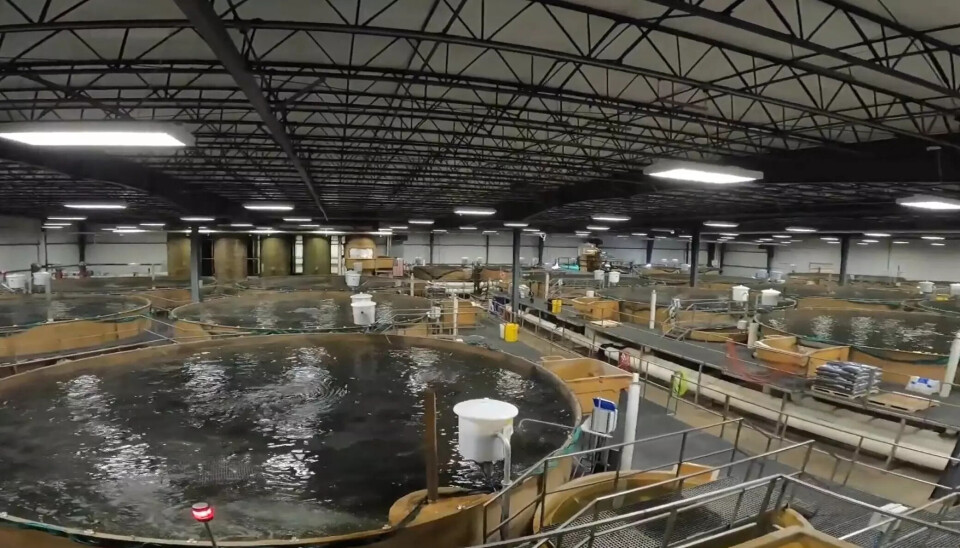 AquaBounty acuerda vender su RAS de salmón