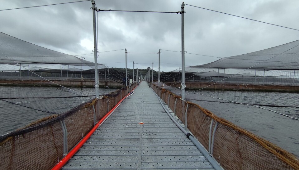 Foto: Salmonexpert. Centro, cultivo, mar