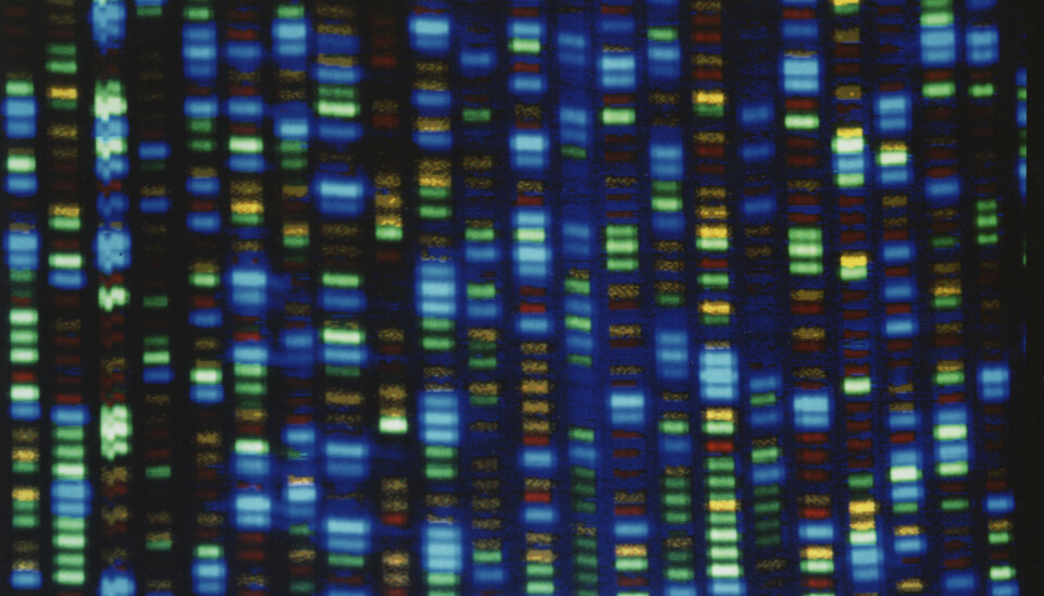 Inhibición de la madurez temprana en salmón mediante el silenciamiento del Receptor Fshr genoma, gen, adn, arn, investigación, secuenciamiento, laboratorio, ciencia