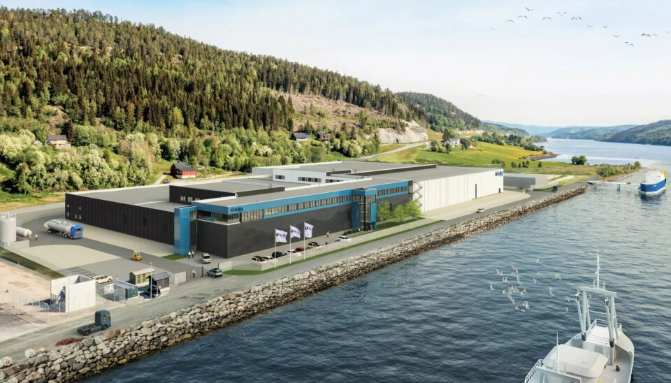 Productor tuvo que sacrificar 418 mil salmones debido a incidente