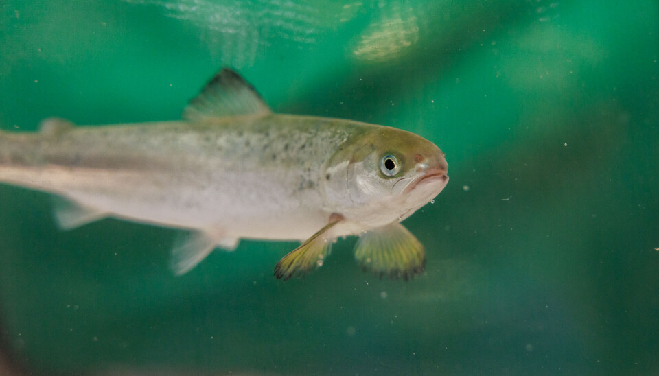 La investigación muestra que las branquias y el órgano olfativo del salmón reaccionan a niveles bajos de H₂S activando genes que activan el sistema inmunológico.