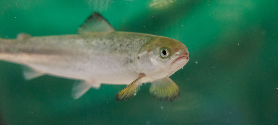 Nuevos hallazgos sobre la respuesta del salmón al sulfuro de hidrógeno en pisciculturas