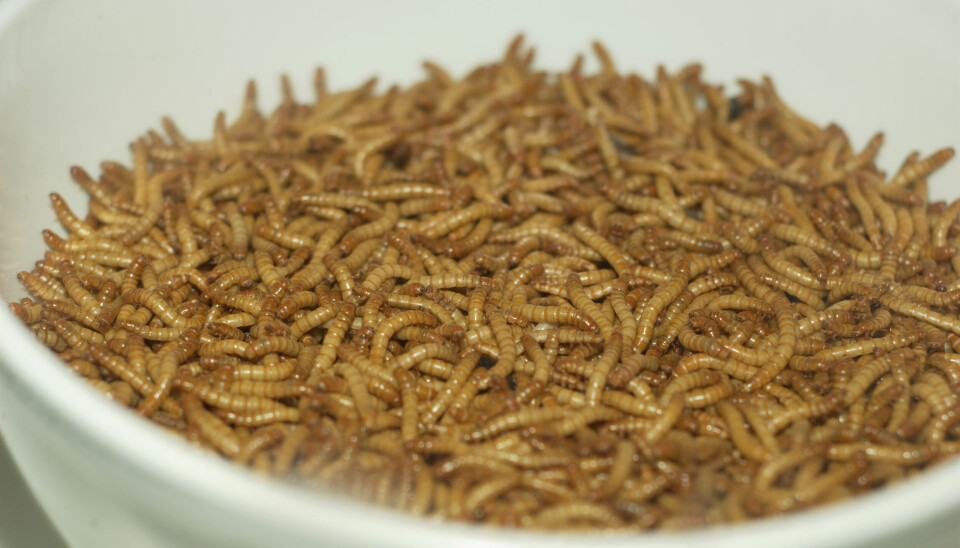 Las larvas de gusano de la harina podrían convertirse en un ingrediente importante en el alimento para peces.