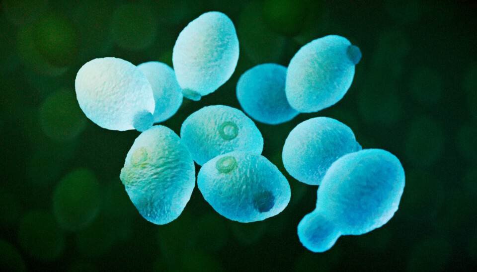 A un porcentaje de inclusión del 30% de Saccharomyces cerevisiae en la dieta, no se afectaron parámetros productivos como el FCR.