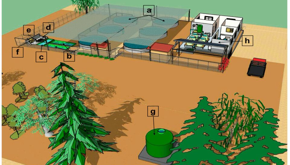 Diagrama esquemático del sistema de recirculación instalado en el Centro de Cultivo de Copaquilla Pukara.