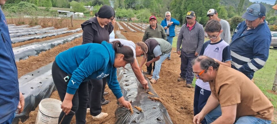 Comunidad indígena logra desarrollar proyecto agrícola tras impulso de AquaChile